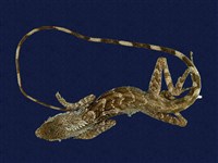 藏品(斯文豪氏攀蜥)的圖片